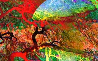 bluff_foundation_dreamfile