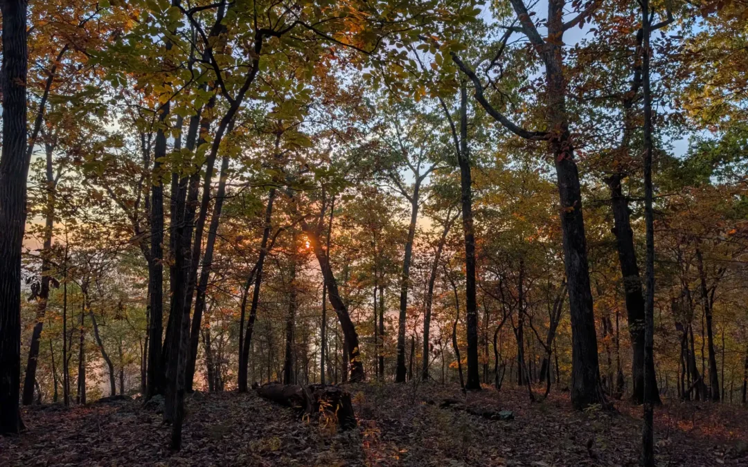 sunrise trees by stephen james hall